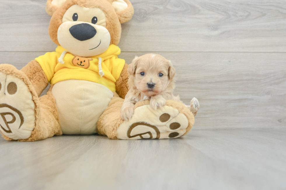 6 week old Maltipoo Puppy For Sale - Windy City Pups