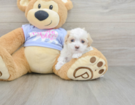 8 week old Maltipoo Puppy For Sale - Windy City Pups