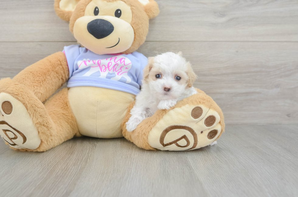 5 week old Maltipoo Puppy For Sale - Windy City Pups