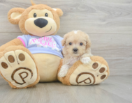 9 week old Maltipoo Puppy For Sale - Windy City Pups