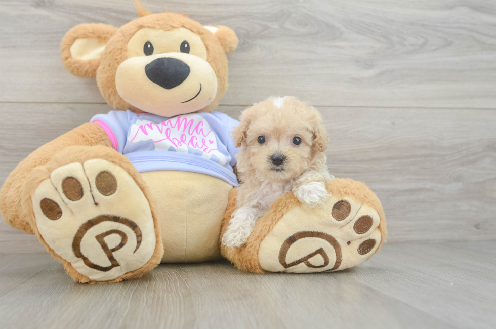 7 week old Maltipoo Puppy For Sale - Windy City Pups