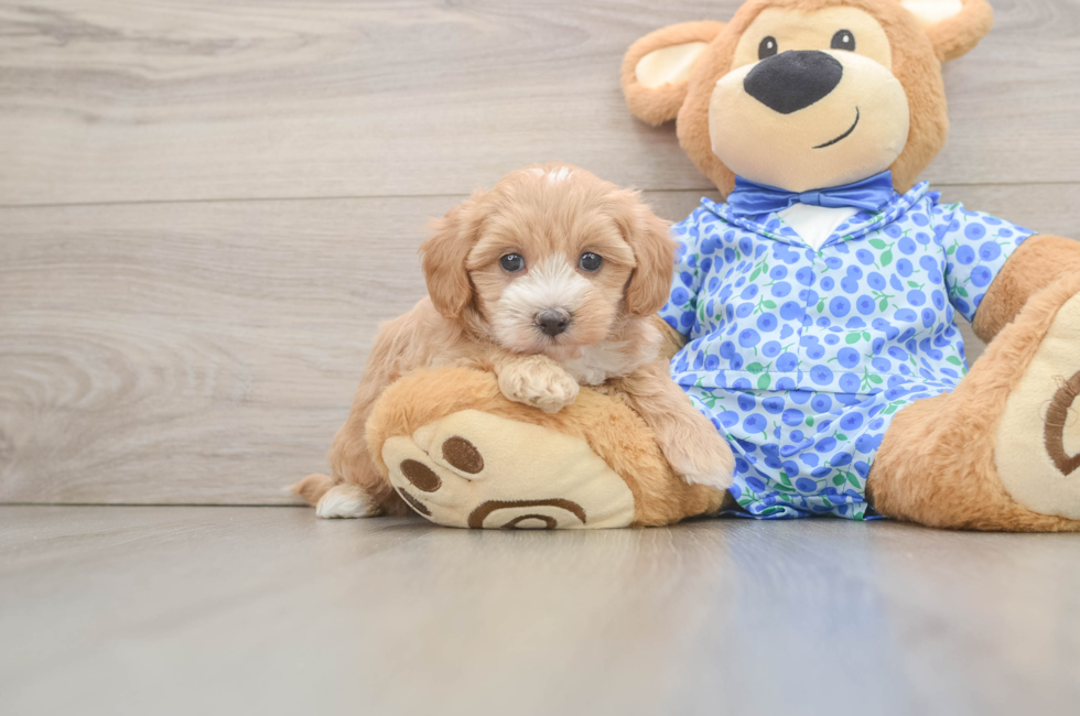 5 week old Maltipoo Puppy For Sale - Windy City Pups