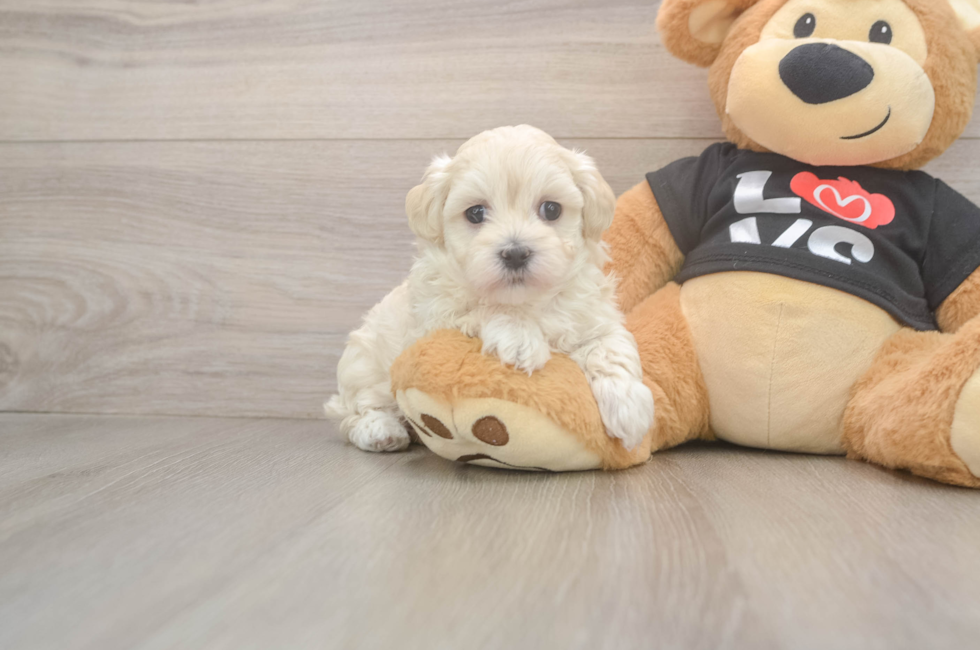 5 week old Maltipoo Puppy For Sale - Windy City Pups