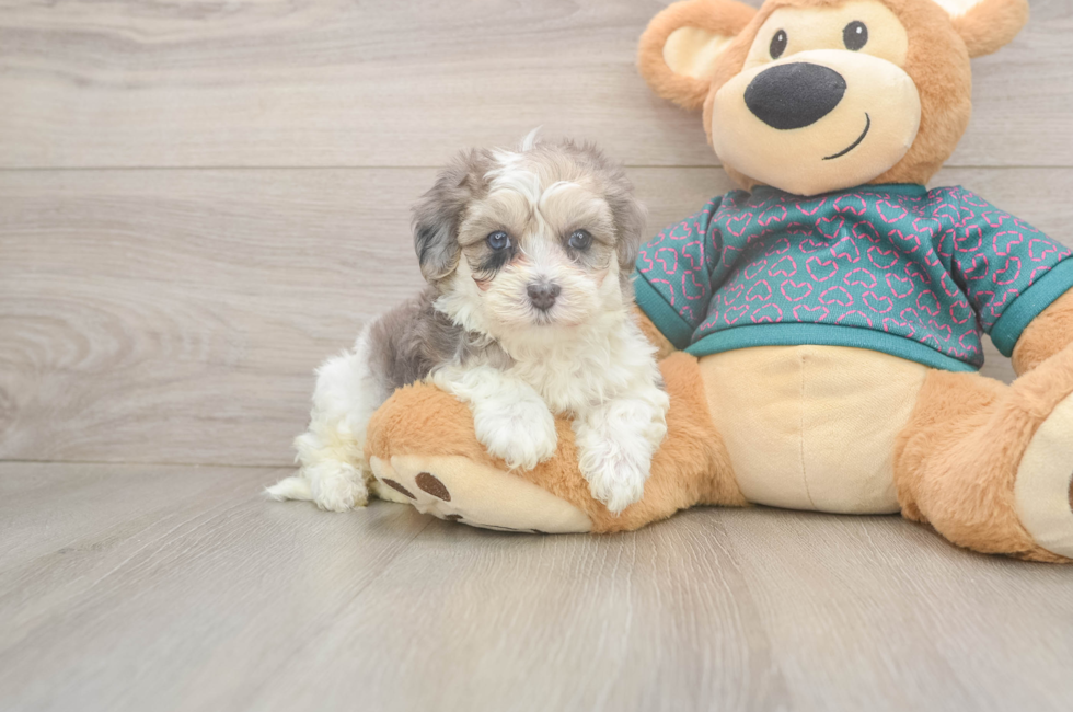 5 week old Maltipoo Puppy For Sale - Windy City Pups