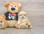 7 week old Maltipoo Puppy For Sale - Windy City Pups