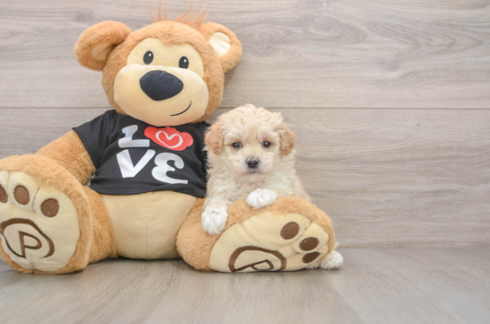 Best Maltipoo Baby