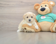7 week old Maltipoo Puppy For Sale - Windy City Pups