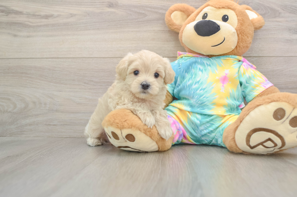 Petite Maltipoo Poodle Mix Pup