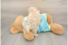 Maltipoo Pup Being Cute