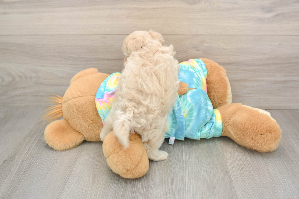 Maltipoo Pup Being Cute