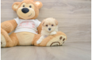 Maltipoo Puppy for Adoption