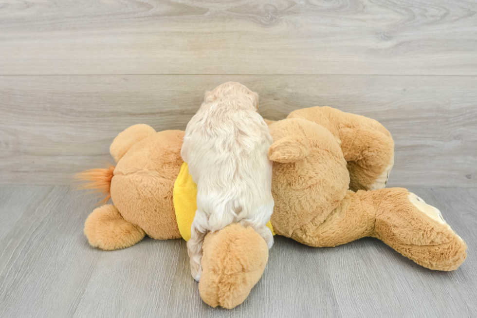 Smart Maltipoo Poodle Mix Pup