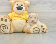 7 week old Maltipoo Puppy For Sale - Windy City Pups