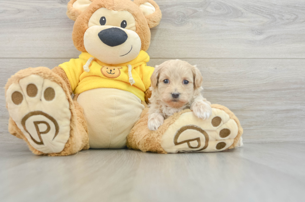 6 week old Maltipoo Puppy For Sale - Windy City Pups