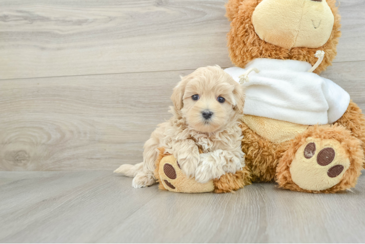 Happy Maltipoo Baby