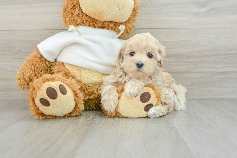 Maltipoo Pup Being Cute