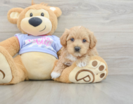 8 week old Maltipoo Puppy For Sale - Windy City Pups