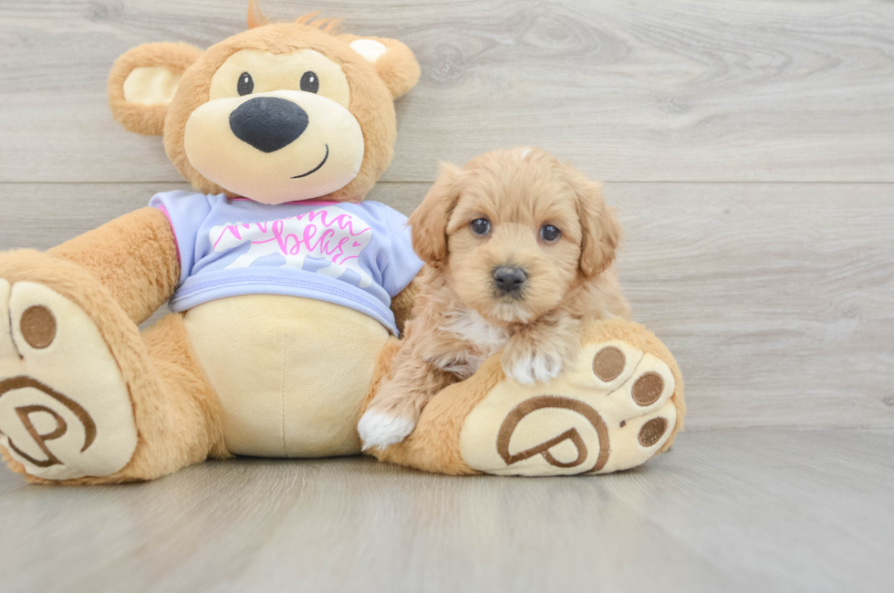 5 week old Maltipoo Puppy For Sale - Windy City Pups