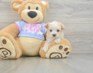 8 week old Maltipoo Puppy For Sale - Windy City Pups