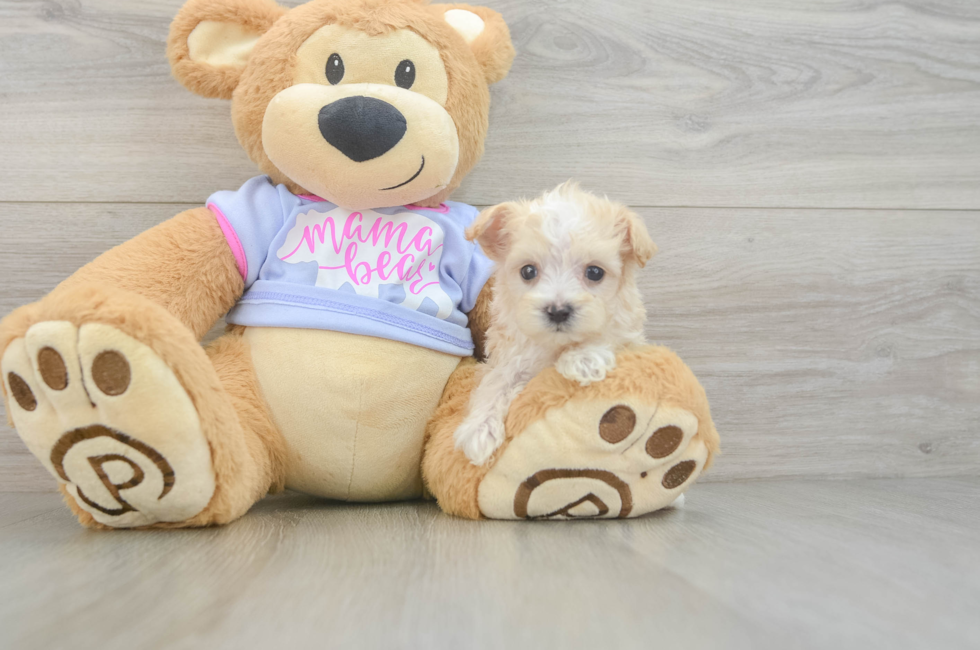 7 week old Maltipoo Puppy For Sale - Windy City Pups