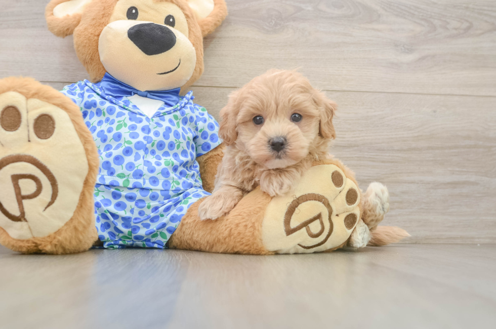 5 week old Maltipoo Puppy For Sale - Windy City Pups