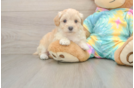 Best Maltipoo Baby