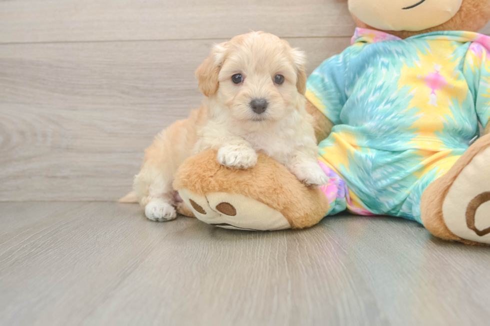 Best Maltipoo Baby
