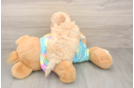 Maltipoo Puppy for Adoption