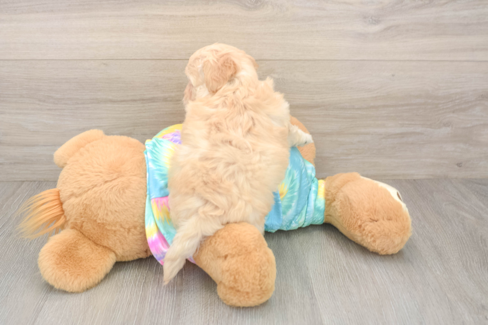Maltipoo Puppy for Adoption