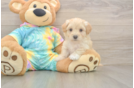 Best Maltipoo Baby
