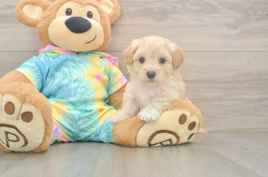 Best Maltipoo Baby