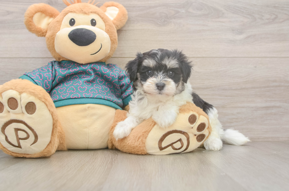 5 week old Maltipoo Puppy For Sale - Windy City Pups