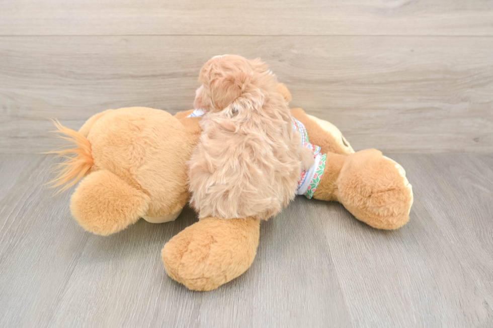 Maltipoo Pup Being Cute