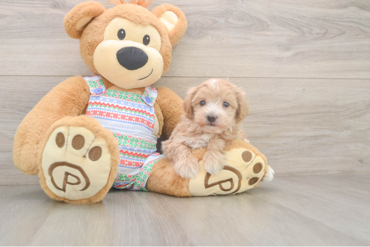 Playful Maltese Poodle Poodle Mix Puppy
