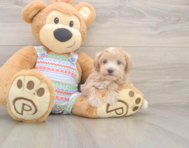 5 week old Maltipoo Puppy For Sale - Windy City Pups