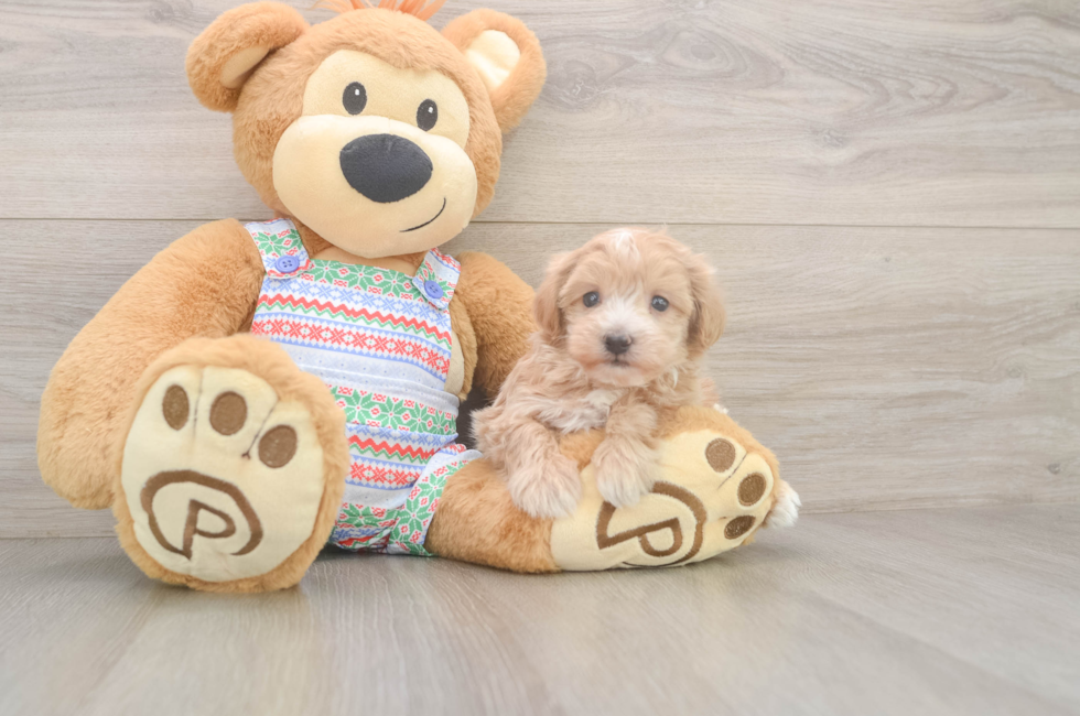 5 week old Maltipoo Puppy For Sale - Windy City Pups