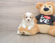 6 week old Maltipoo Puppy For Sale - Windy City Pups