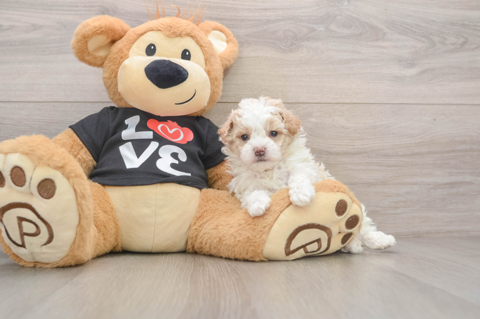 Smart Maltipoo Poodle Mix Pup