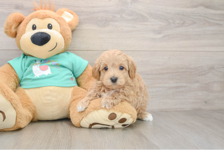 Energetic Moodle Poodle Mix Puppy