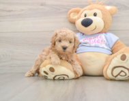 7 week old Maltipoo Puppy For Sale - Windy City Pups