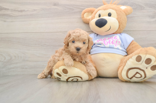 Petite Maltipoo Poodle Mix Pup