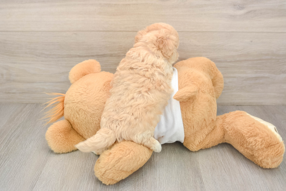 Playful Maltese Poodle Poodle Mix Puppy