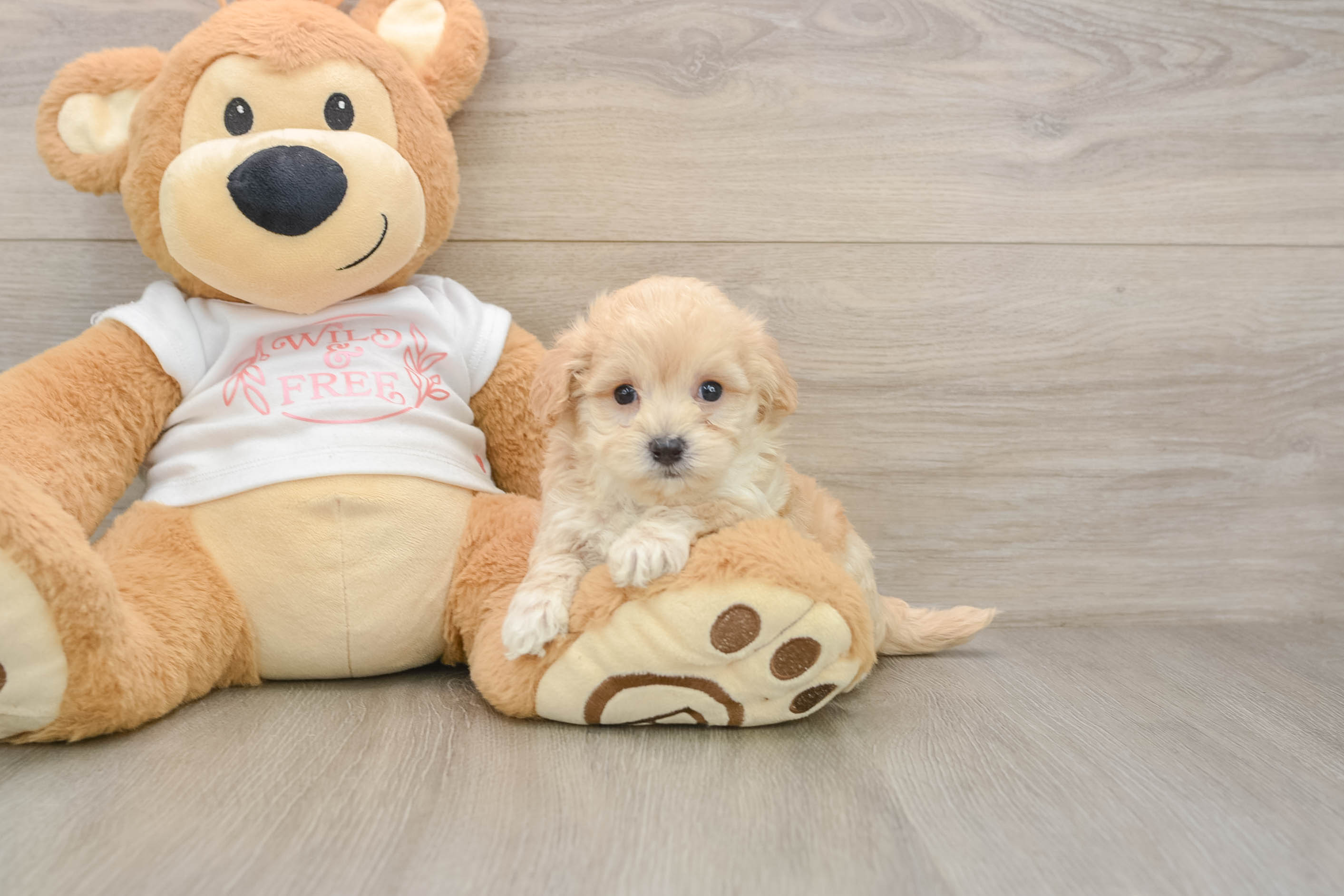 Best Maltipoo Baby