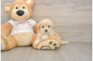 Best Maltipoo Baby