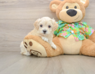 8 week old Maltipoo Puppy For Sale - Windy City Pups