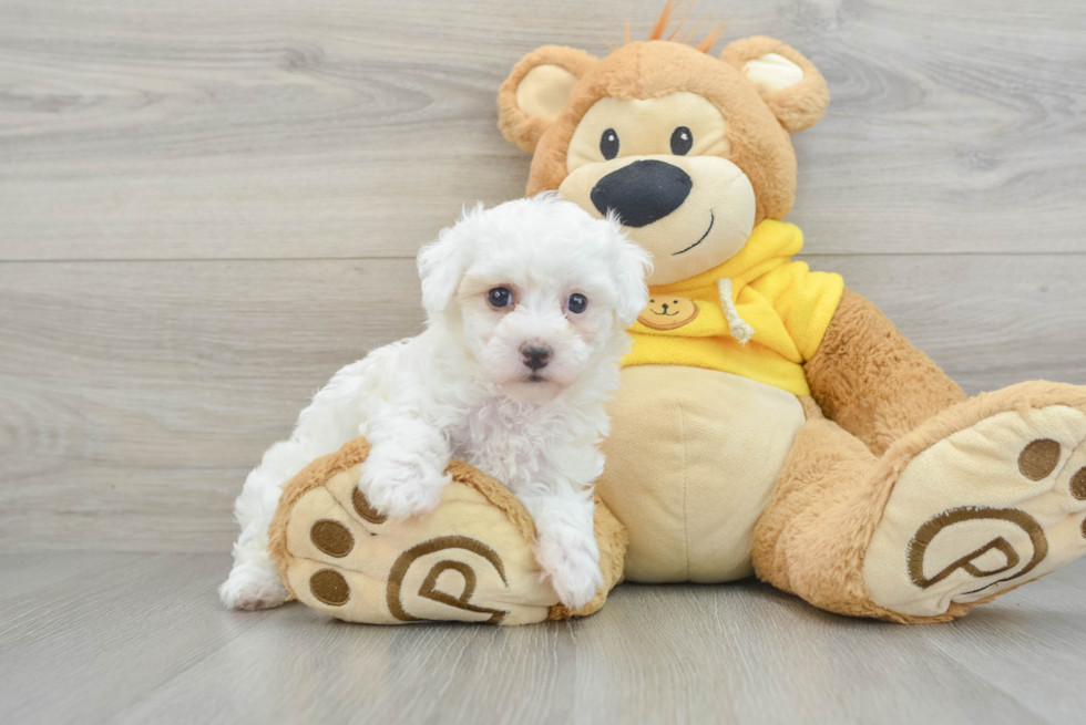 Maltipoo Pup Being Cute