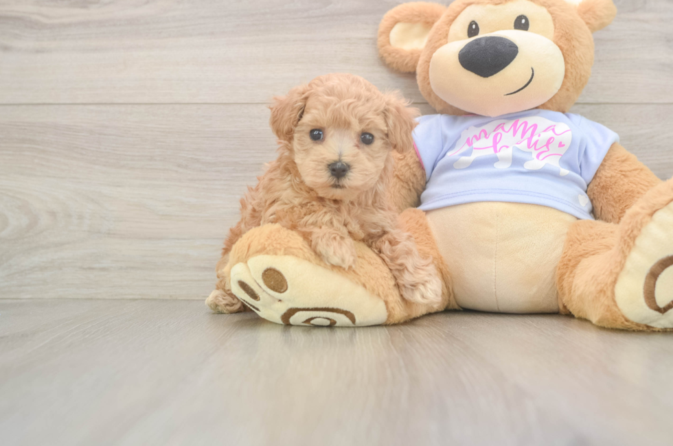 6 week old Maltipoo Puppy For Sale - Windy City Pups