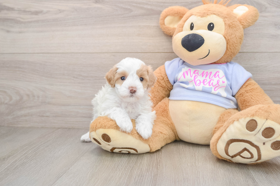 Popular Maltipoo Poodle Mix Pup