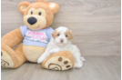 Maltipoo Pup Being Cute