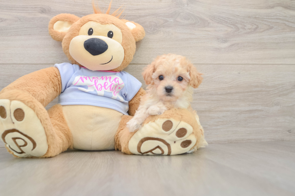 Happy Maltipoo Baby